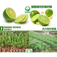 广西无核青柠檬苗、现货供应无核青柠檬苗、批发 价格 