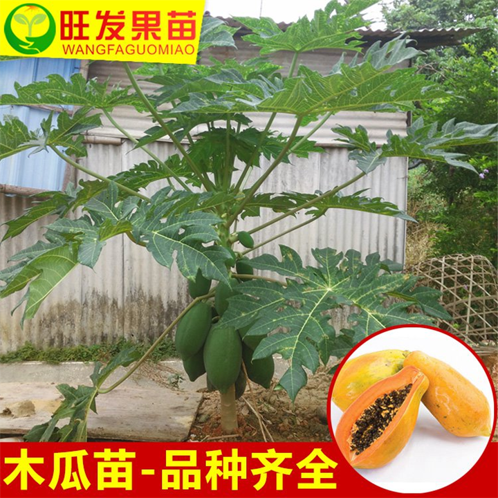 广西木瓜苗直销、优质品种木瓜苗、木瓜苗价格 