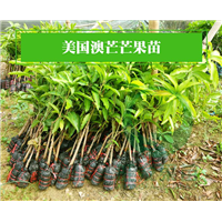广西芒果树批发、**澳芒芒果苗嫁接苗、当年可挂果地栽庭院 