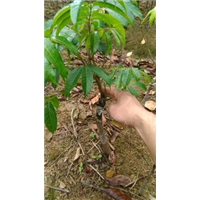 黄橄苗 