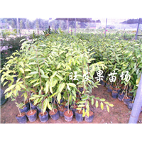 灵山沉香树苗，钦州沉香树苗，广西绿化苗 