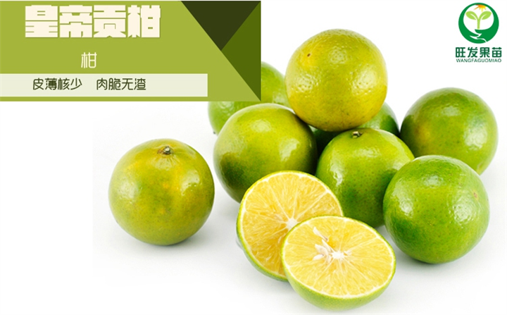 广西皇帝柑苗 广西贡柑树苗 广西皇妃贡柑苗 广西柑橘苗 