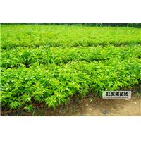 百香果苗盆栽植物紫香一号百香果树苗