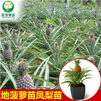 新品种地菠萝（凤梨金钻菠萝） 