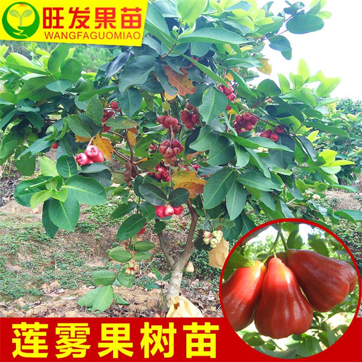 广西黑金刚莲雾苗圃基地—广西黑金刚莲雾苗—桂林黑金刚莲雾苗 