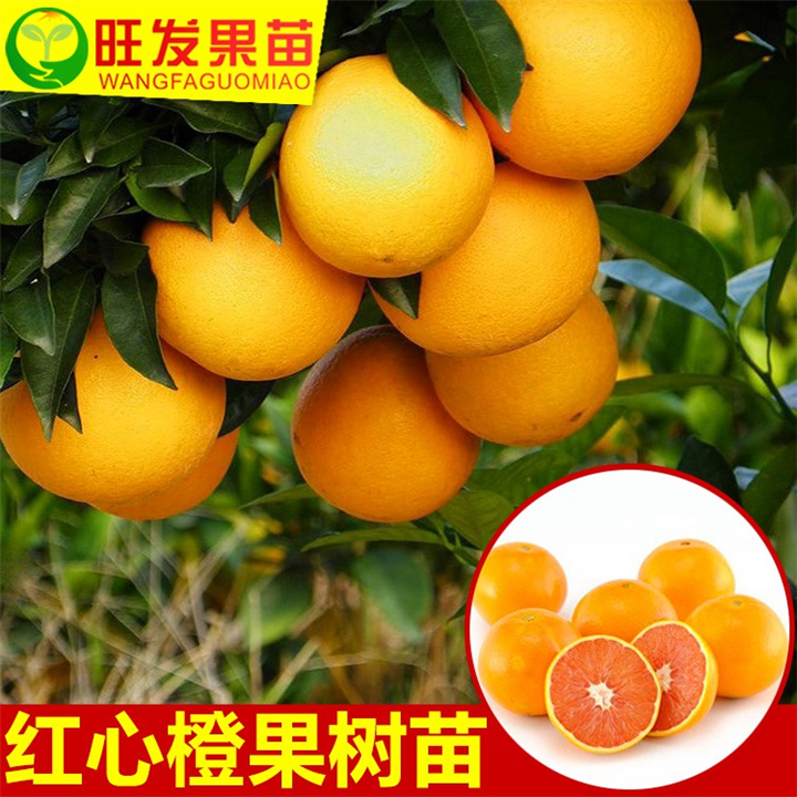 广西橙子苗基地，广西橙子苗，出售橙子苗 