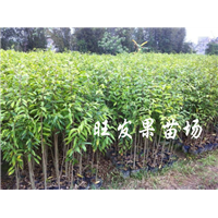 低介销售沉香树苗，广西沉香树苗批发价格 
