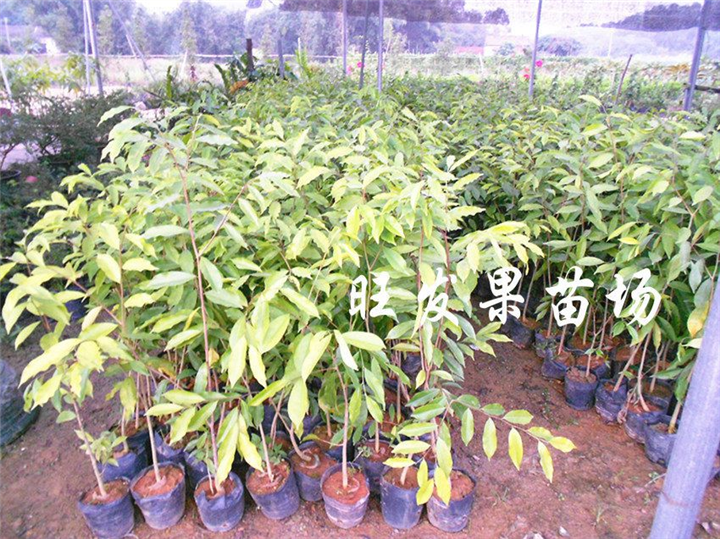 灵山沉香树苗，钦州沉香树苗，广西绿化苗 