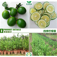 广西北京青柠檬苗 广西柠檬苗 特价柠檬苗 