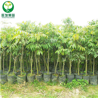 广西青橄榄苗价格，广西青橄榄苗基地 