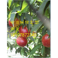 百香果苗 