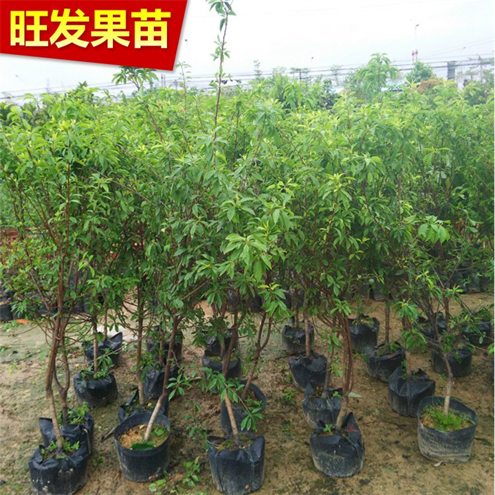 早熟三华李果苗 青脆李子树嫁接苗 