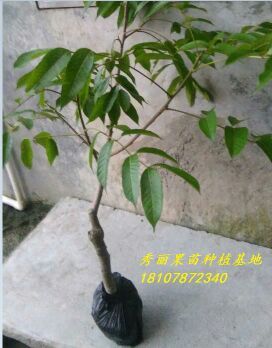 黄橄苗 