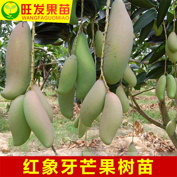 红象牙芒果苗，广西果树苗木批发，钦州芒果苗直销 