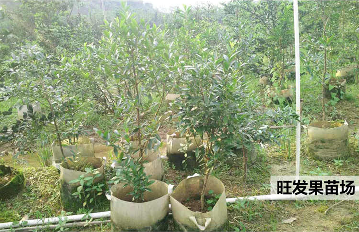樱桃苗 大果黑玫瑰樱桃 长果樱桃