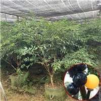 福建阿根廷嘉宝果哪里好
