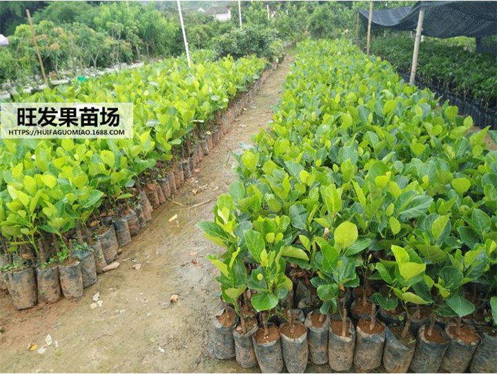 云南**马来西亚四季菠萝蜜树苗 嫁接树苗四季当年结果 
