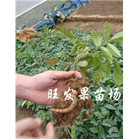 南宁牛大力苗价格、南宁牛大力、广西牛大力 