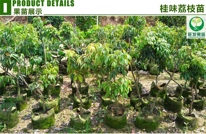 销售**荔枝嫁接苗、质量保证 