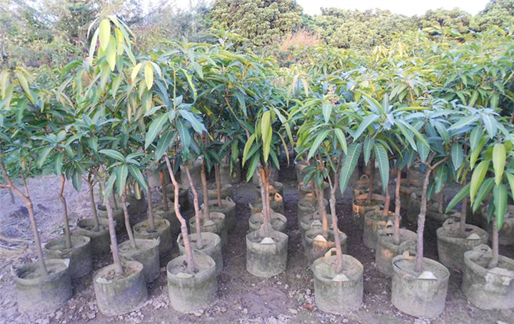 **品种芒果苗上市了！广西红象牙芒果苗 