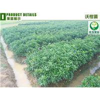 广西果树苗现货批发、广西沃柑苗、南宁沃柑苗 