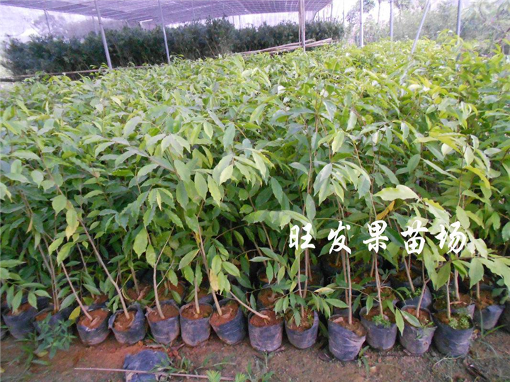 供应营养杯沉香苗 白木香 沉香树苗 