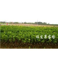 **茂谷柑嫁接苗 质量保证  茂谷柑产量高 