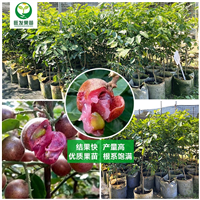 惠州紫肉黄皮苗