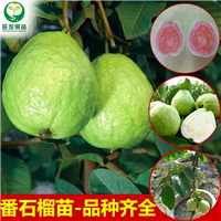 番石榴果树南北方种植 台湾珍珠番石榴白心芭乐嫁接苗 