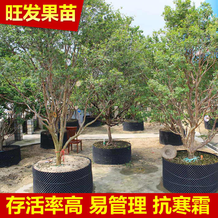 名贵水果盆栽果苗树葡萄苗南北方种植 