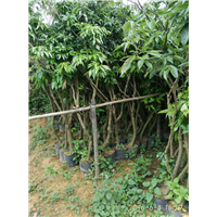 茘枝苗 