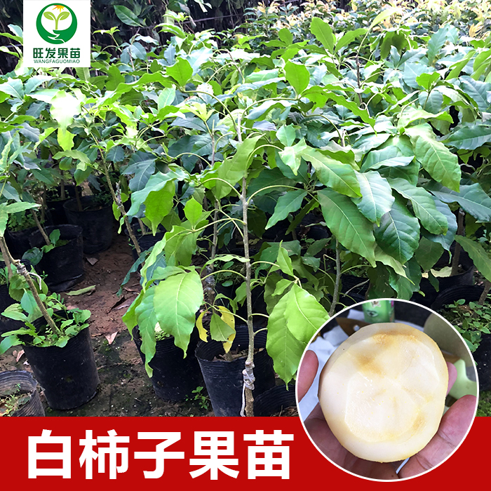 惠州白柿冰淇淋果苗