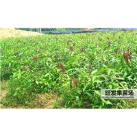 广西芒果直生苗批发、灵山芒果直生苗、芒果苗基地 