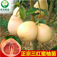 **三红蜜柚嫁接苗、 质量保证 优质品种三红蜜柚 