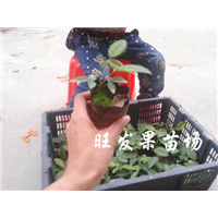广西牛大力苗基地、广西批发牛大力苗 