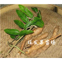 广西牛大力苗价格、钦州牛大力苗、牛大力 