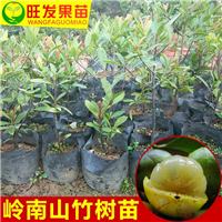 广西批发山竹苗，广西山竹苗，南宁山竹苗 