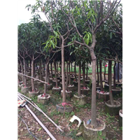 广西台农一号芒果苗**价格，大量现货台农一号芒果苗 