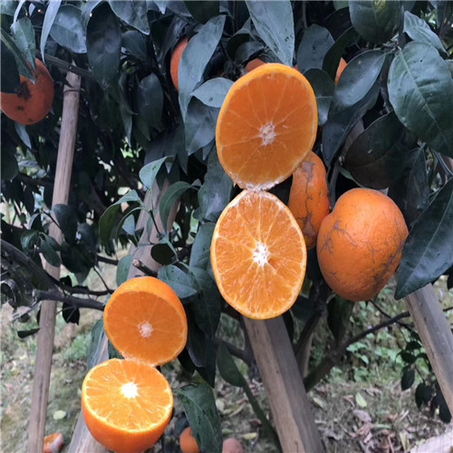深圳无核沃柑苗木基地