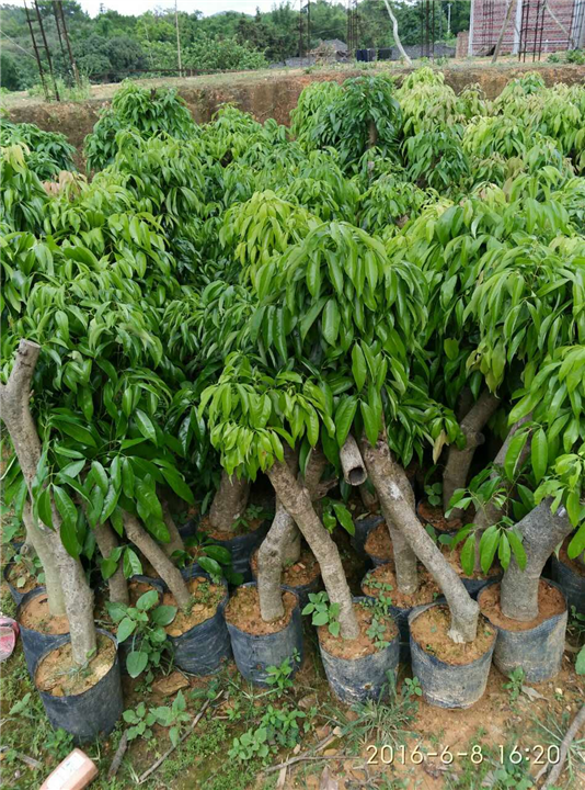 茘枝苗 