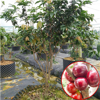 广州艾斯卡嘉宝果基地