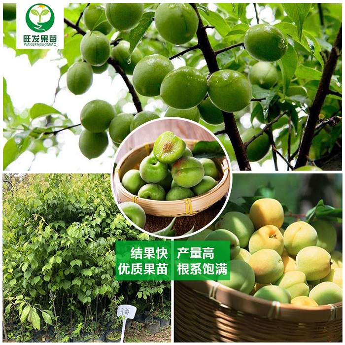 梅州青梅苗