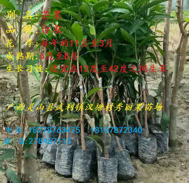 广西芒果苗 
