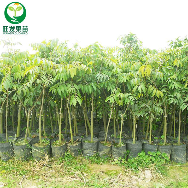 广西青橄榄苗价格，广西青橄榄苗基地 