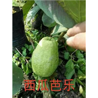 台湾西瓜芭乐 
