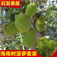 广西大树菠萝蜜树苗嫁接果树苗木萝蜜苗 