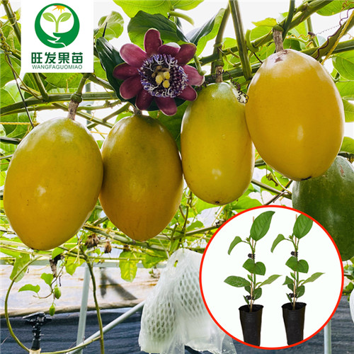 东莞香蜜百香果苗