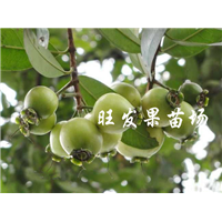 广西批发水蒲桃苗、广西水蒲桃苗价格