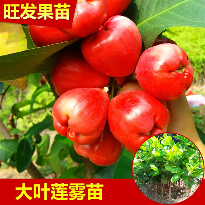 全国供应莲雾苗、云南莲雾苗、云南莲雾苗批发 