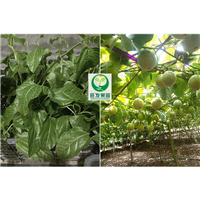 新品种黄百香果苗紫香一号百香果苗 